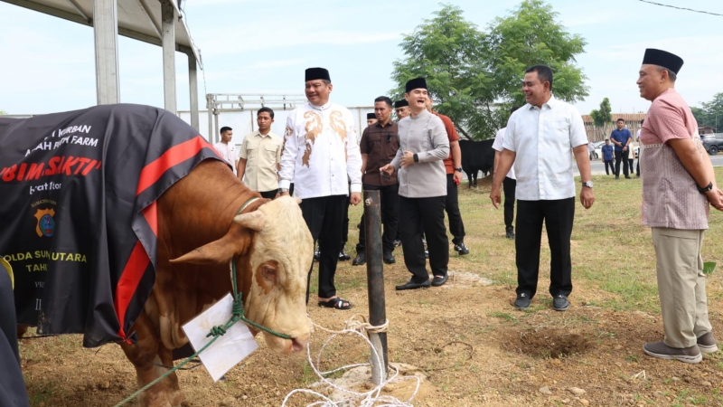 Sapi jenis Simental berbobot sekitar 1 ton milik Kapolda Sumut Irjen Pol Whisnu Hermawan Februanto yang disembelih pada Hari Raya Iduladha 1447 Hijriah di Mapolda Sumut.