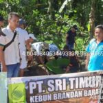 PT Sri Timur menyalurkan sejumlah hewan kurban kepada masyarakat yang berdomisili di seputar wilayah operasional perusahaan. (istimewa)