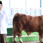 Bupati Asahan Taufik Zainal Abidin menyaksikan penyembelihan sapi bantuan kemasyarakatan Presiden di Masjid Besar Al-Huda, Kecamatan Air Batu.