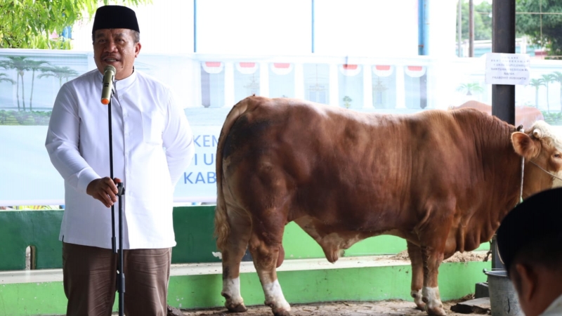 Bupati Asahan Taufik Zainal Abidin menyaksikan penyembelihan sapi bantuan kemasyarakatan Presiden di Masjid Besar Al-Huda, Kecamatan Air Batu.