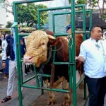 Sapi kurban bantuan Presiden RI Prabowo Subianto bernama Sheva berbobot 1,25 ton diserahkan usai Salat Iduladha 1447 Hijriah di Masjid Al-Ukhuwah, Kota Bandung, Rabu (27/5). Hewan kurban yang dipastikan sehat, selanjutnya dipotong di RPH Ciroyom sebelum dagingnya dibagikan kepada para mustahik.(Diwan Sapta Nurmawan/Radar Bandung)