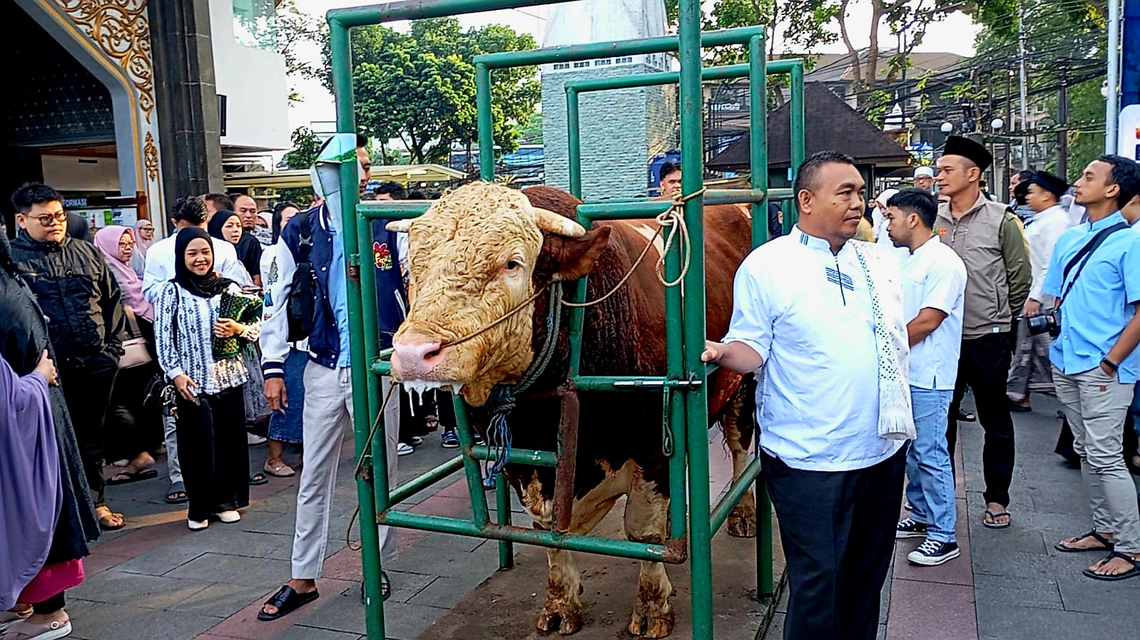 Sapi kurban bantuan Presiden RI Prabowo Subianto bernama Sheva berbobot 1,25 ton diserahkan usai Salat Iduladha 1447 Hijriah di Masjid Al-Ukhuwah, Kota Bandung, Rabu (27/5). Hewan kurban yang dipastikan sehat, selanjutnya dipotong di RPH Ciroyom sebelum dagingnya dibagikan kepada para mustahik.(Diwan Sapta Nurmawan/Radar Bandung)