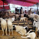 Aktivitas jual beli hewan kurban ramai di salah satu lapak penjualan di Kota Bandung. Moment Iduladha 2026, harga domba dan sapi kurban mengalami kenaikan hingga Rp500 ribu sampai Rp2 juta per ekor akibat inflasi, naiknya biaya pakan, serta distribusi ternak.(Taofik Achmad Hidayat/Radar Bandung)