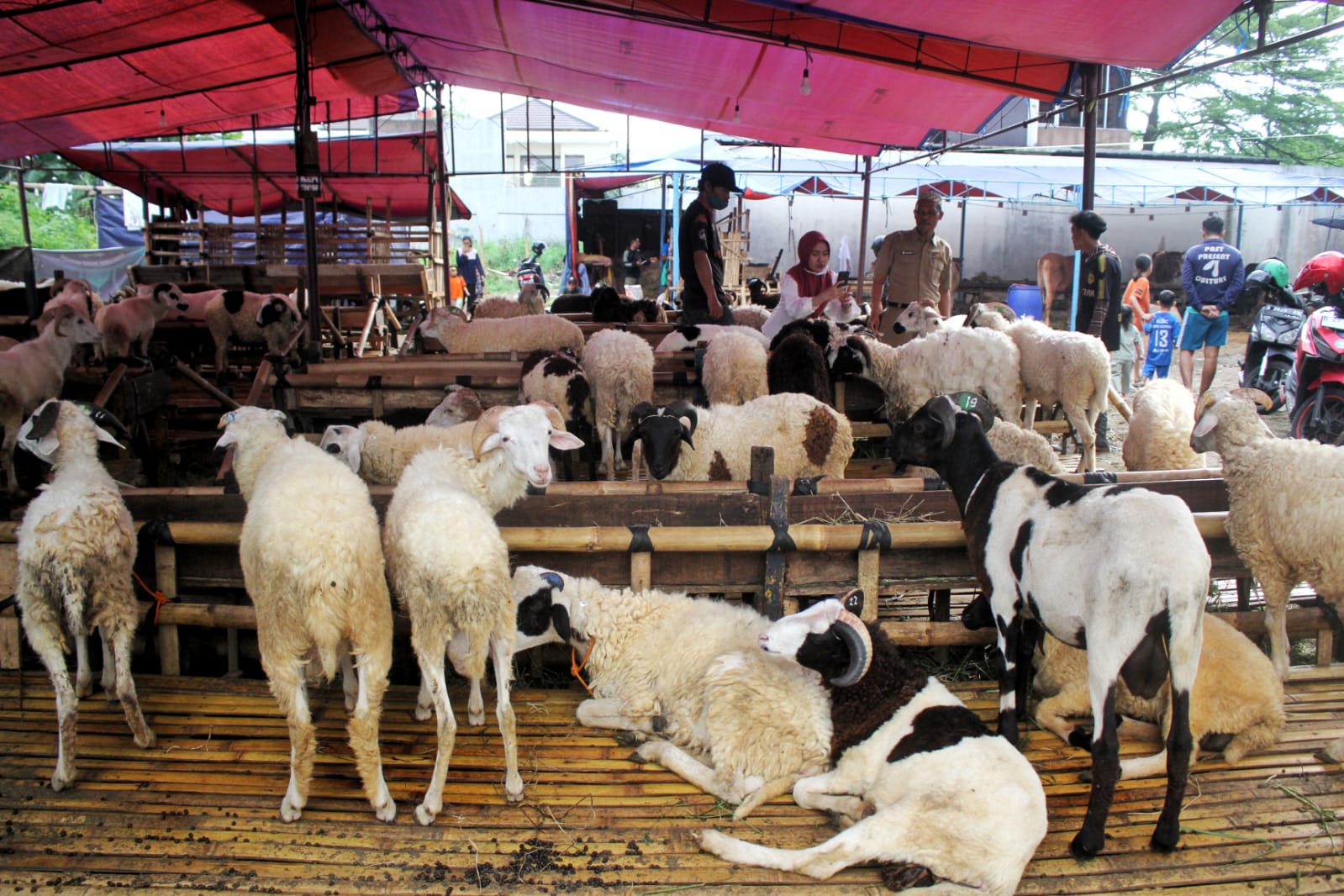 Aktivitas jual beli hewan kurban ramai di salah satu lapak penjualan di Kota Bandung. Moment Iduladha 2026, harga domba dan sapi kurban mengalami kenaikan hingga Rp500 ribu sampai Rp2 juta per ekor akibat inflasi, naiknya biaya pakan, serta distribusi ternak.(Taofik Achmad Hidayat/Radar Bandung)