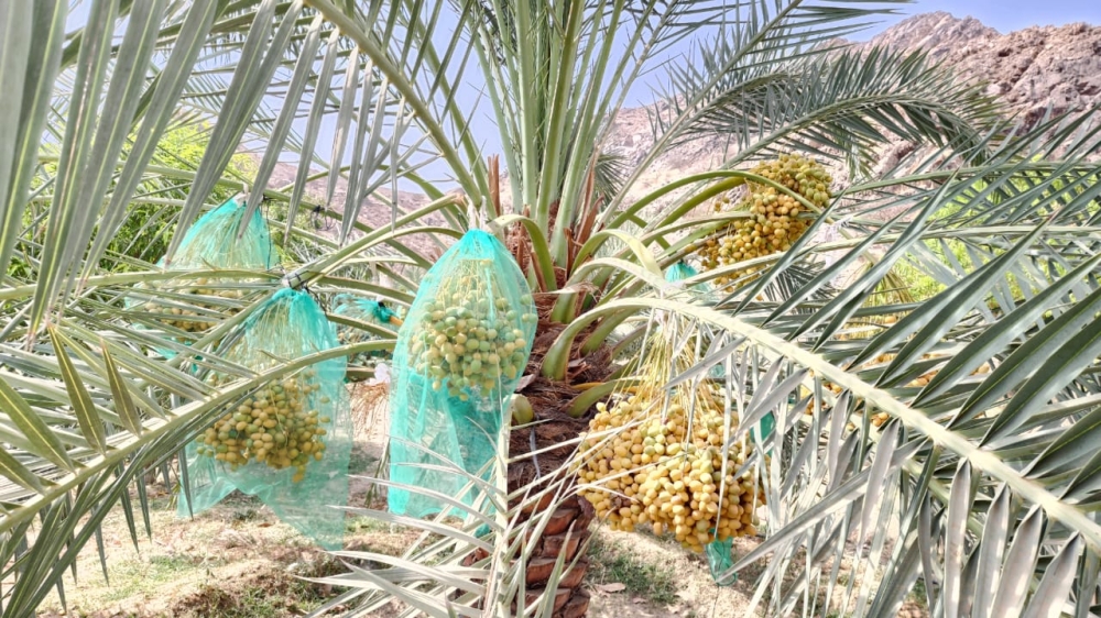 «وقاء»: الجفاف والأتربة يسرّعان انتشار «حلم الغبار» في مزارع النخيل 1