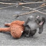 Punch the Japanese macaque drags along an orangutan plush toy at Ichikawa City Zoo in Chiba Prefecture, Feb. 14, 2026. (Mainichi/Kazushi Machidori)