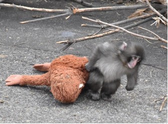 Punch the Japanese macaque drags along an orangutan plush toy at Ichikawa City Zoo in Chiba Prefecture, Feb. 14, 2026. (Mainichi/Kazushi Machidori)