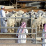 استقرار الإمدادات مع قرب حلول عيد الأضحى المبارك