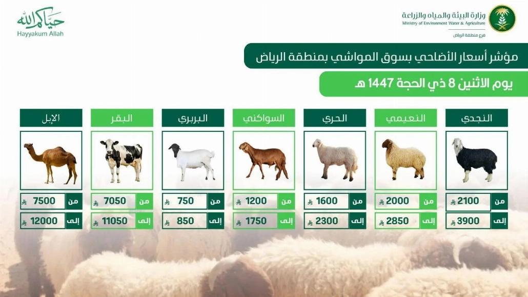Stable prices and abundance of sacrificial animals in Riyadh markets