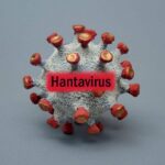 Hantaviruses ?are a group of viruses that are usually spread by rodents, but ?in rare cases can be transmitted person to person. REUTERS