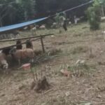 DLH Kabupaten Bekasi jadi Penyalur Hewan Kurban