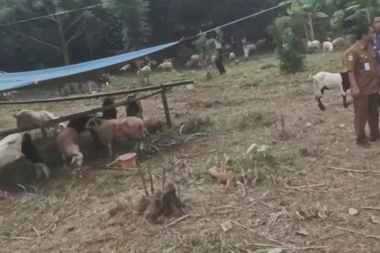 DLH Kabupaten Bekasi jadi Penyalur Hewan Kurban