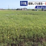 すぐに復活 駆除は極めて困難 “地球最悪”の侵略植物 田植えはしたけれど…｢黄色い花｣と｢白い花｣の群生に注意を！ | 名古屋・愛知・岐阜・三重のニュース【CBC news】 | CBC web