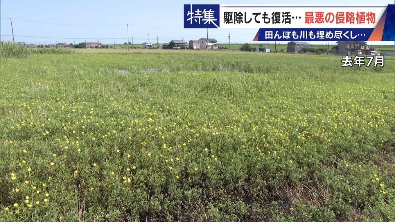 すぐに復活 駆除は極めて困難 “地球最悪”の侵略植物 田植えはしたけれど…｢黄色い花｣と｢白い花｣の群生に注意を！ | 名古屋・愛知・岐阜・三重のニュース【CBC news】 | CBC web