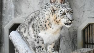 Higashiyama Zoo and Botanical Gardens: Female snow leopard 'Rian' dies; was energetic and had appetite until the day before; lived peacefully with male 'Yukichi'; flower stand available until May 31