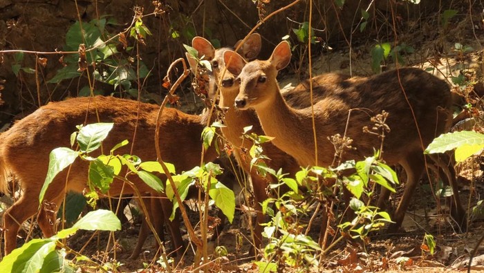 A herd of deer suddenly appeared and blocked motorcyclists in Depok.