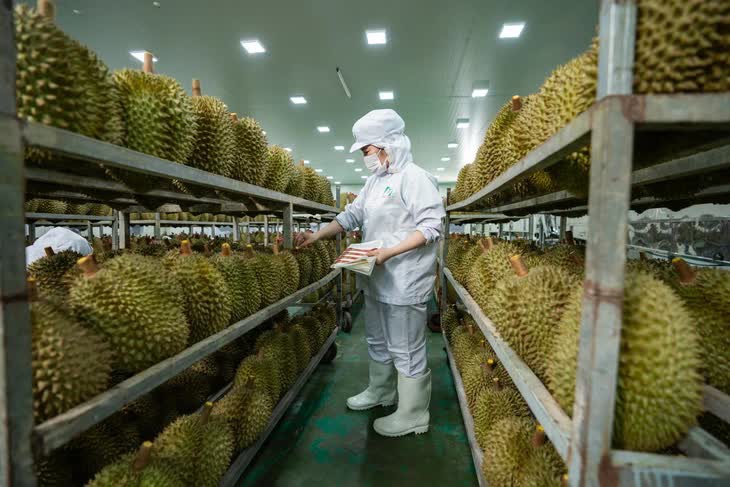Một cơ sở đóng gói sầu riêng ở miền Tây - Ảnh: T.VY