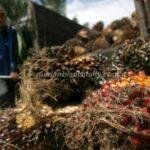 Harga TBS kelapa sawit di Sumut tertinggi dibanderol Rp 3.950 dan terendah Rp 2.100/kg. (elvidaris simamora/dok)