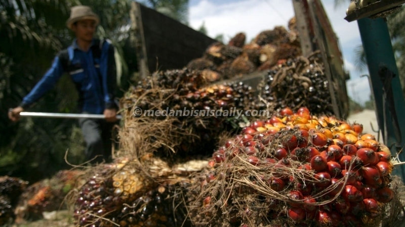 Harga TBS kelapa sawit di Sumut tertinggi dibanderol Rp 3.950 dan terendah Rp 2.100/kg. (elvidaris simamora/dok)