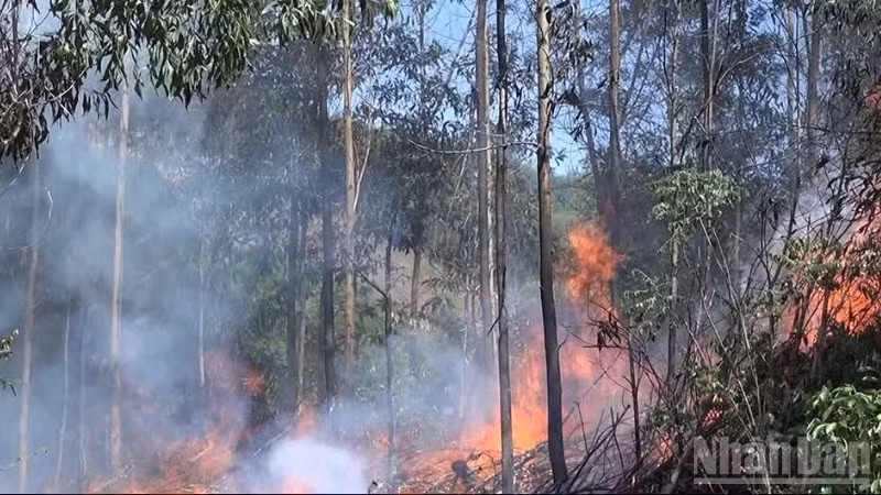 Forest fire risk in the eastern area of Quang Ngai province is at an extremely dangerous level.